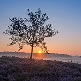 Sunrise at the heathlands